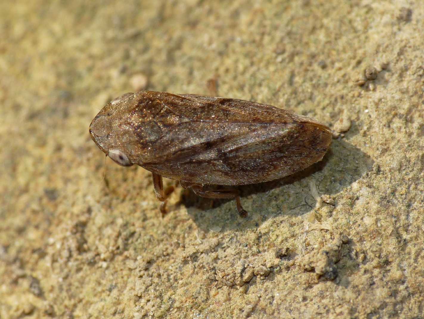 Cicadellidae? No. Aphrophoridae - Philaenus spumarius